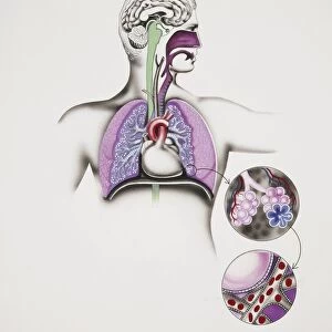 Respiratory system, drawing