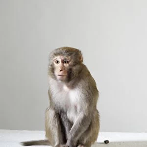 Rhesus macaque (macaca mulatta) against grey background