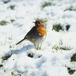 Robin standing in snow covered grass