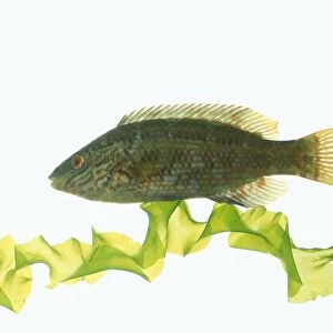 Rock cook (Centrolabrus exoletus), a type of wrasse, swimming above water plant