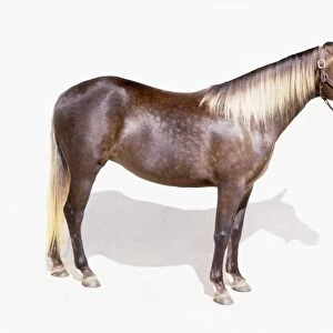 Rocky Mountain Horse, chocolate-brown horse with silver-grey dappling and pale yellow mane, unique to the breed, side view