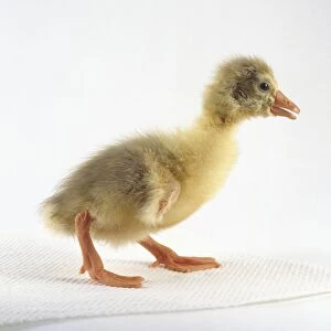 Roman goose, fluffy yellow gosling, side view