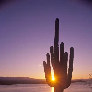 Saguaro cactus silhouetted at sunset, Roosevelt Lake, Arizona