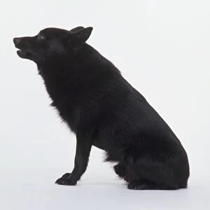 Schipperke dog, sitting, side view