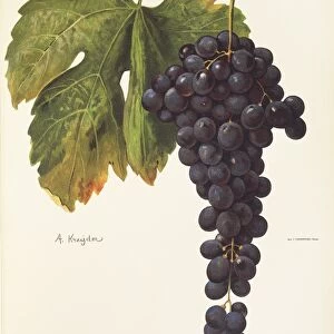 Sciascinoso grape, illustration by A. Kreyder