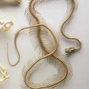 Python Skeleton Print: Detailed Anatomical Model Python Skeleton Print: Detailed Anatomical Model