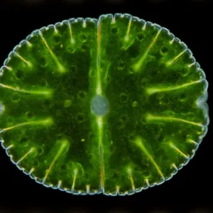 A microscope image of a desmid