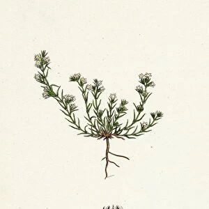 Scleranthus annuus, var. biennis, Common Knawel, var. B
