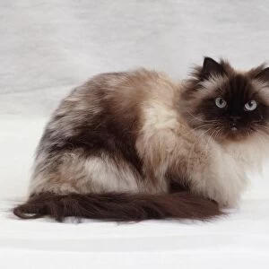 Seated Birman cat, side view, looking at camera