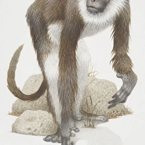 Semnopithecus entellus, Hanuman Langur, a grey monkey with a white beard