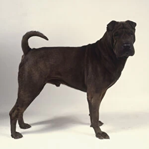 Shar pei dog with black fur; standing on all fours side on