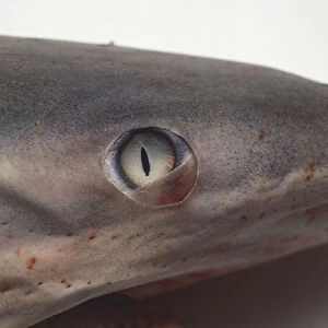 Sharks eye with a slit pupil, close up