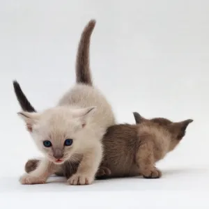 Siamese Kittens Playing Print