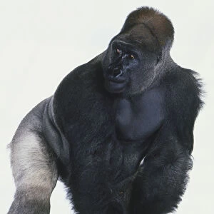 Silverback Lowland Gorilla (Gorilla beringei graueri) on all fours, head turned to side