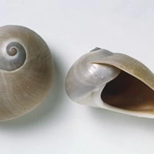 Sinum cymba, above view of two Boat Ear Moon Shells one on its side, light silver grey with delicate swirl