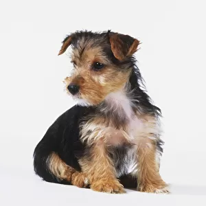 Sitting black, brown, and white Terrier puppy (Canis familiaris), looking sideways