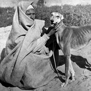 Sloughi Dog. Egypt. Africa