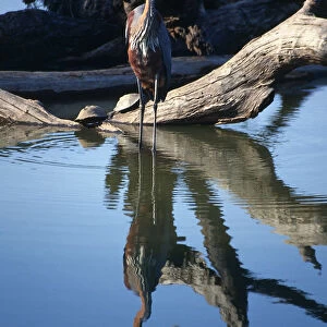 South Africa, Goliath Heron standing in the shallow waters of a watering hole, surrounded by dead tree trunks and branches