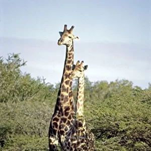 South Africa, Phinda Reserve, Giraffe (Giraffa camelopardalis), female and young