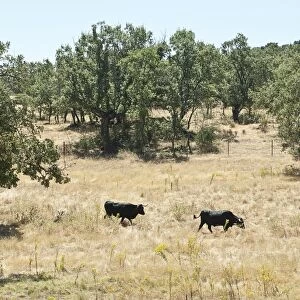 Spain, three black bulls in field