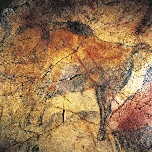 Spain, Cantabria, Altamira Cave, Upper Paleolithic cave paintings representing bison in black