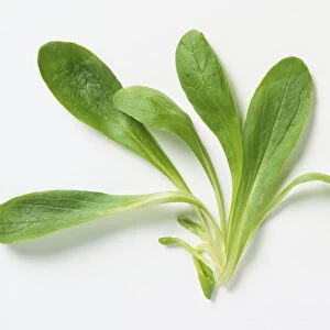 Spinacia oleracea, obtuse, bright green leaves of Baby Spinach seedling