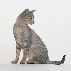 Spotted Egyptian Mau cat, seated, looking over shoulder