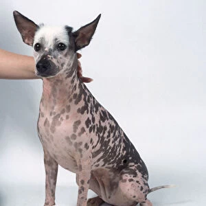 A spotted Inca hairless dog with a pink chest and belly sits with pricked-up ears beside a kneeling woman