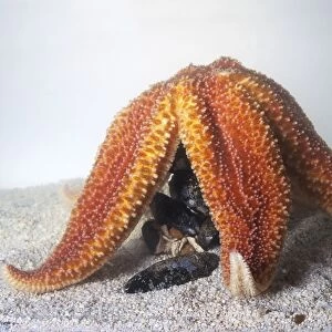Starfish (Asterias rubens) feeding on a pile of mussels underwater