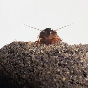 Surinam cockroach (Pycnoscelus surinamensis) on gravel, front view