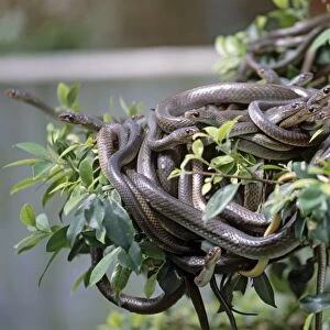 Tangle of snakes on branch of tree in Mekong Delta, close-up