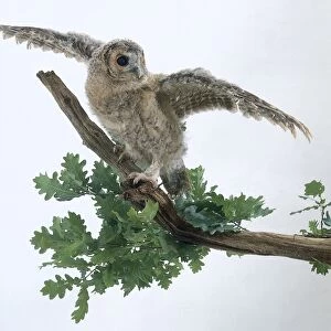 Tawny owl on oak branch with leaves