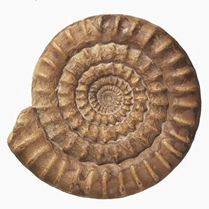 Tightly coiled fossil
