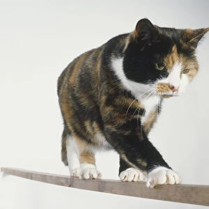 Tortoiseshell Cat (Felis sylvestris catus) walking on wooden beam, low angle view
