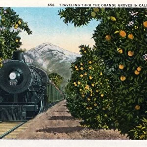 Traveling Through the Orange Groves in Calofornia