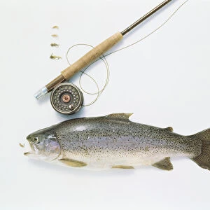 Whole Trout, fishing rod, reel and bait, close up