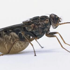 Tsetse Fly (Glossina morsitans), side view