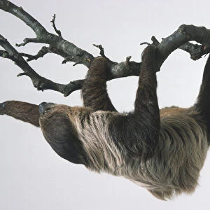 Two-toed sloth (Choloepus didactylus) hanging from a branch, reaching with its one of its paws, side view