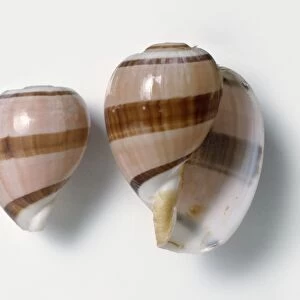 Top and underside view of Royal paper bubble shells (Hydatina amplustre)