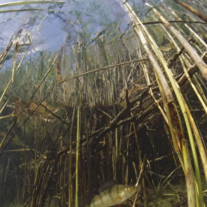 Underwater a small perch fish swims through reeds camouflaging with its environment