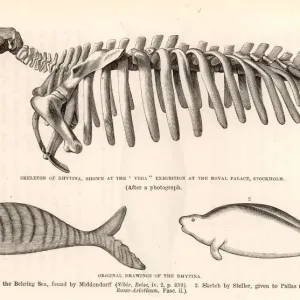 Print of Steller's Sea Cow, an extinct marine mammal Print of Steller's Sea Cow, an extinct marine mammal