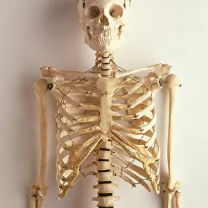 Upper part of human skeleton, skull, spinal column, ribcage, shoulders, collar bones, upper arms and pelvis, front view