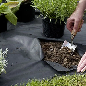 Using a trowel to plant through a horticultural membrane, close-up