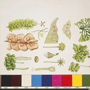 Varieties of Bryophytes and Hepatica plants, illustration