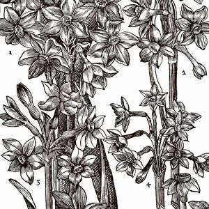 Varieties of Narcissus or Daffodil. Woodcut from Paradisi in Sole Paradisus Terrestris
