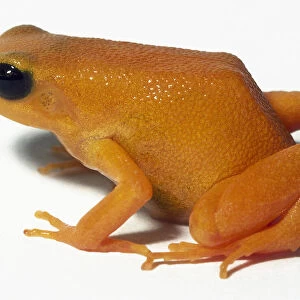 Side view of Golden Mantella frog from Madagascar