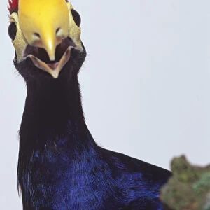 Turacos Collection: Yellow Billed Turaco