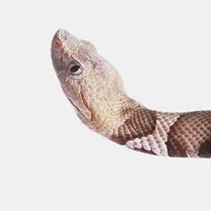 Side view of the head of a Copperhead Snake which is wide, ending in an upturned snout. Moderately large eyes and vertical pupils indicate that the snake is primarily nocturnal, although it can be active during the day in cool weather