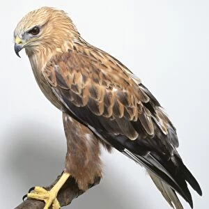 Side view of a Long-legged Buzzard, Buteo rufinus, perched on a branch