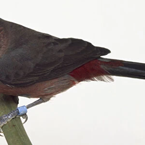 Side view of a male Red-Crested Finch, perching on a narrow branch, with head in profile and slightly cocked to one side